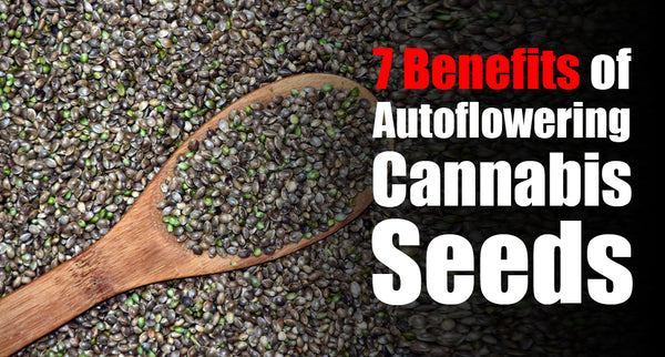 Light Independent & Resilient: 7 Benefits of Autoflowering Cannabis Seeds