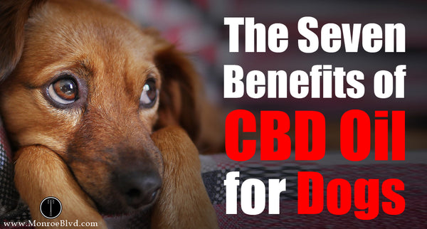 The Eight Benefits of CBD Oil for Dogs