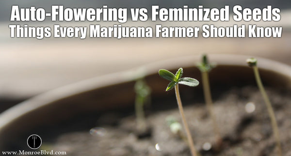 Auto-Flowering vs Feminized Seeds: Things Every Marijuana Farmer Should Know