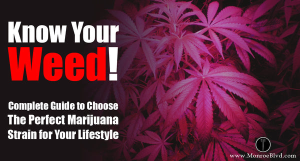 Indica, Sativa, or Hybrid: Your Essential Guide to Marijuana Strains