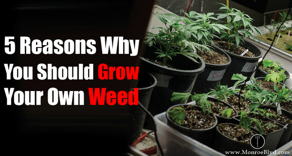 5 Reasons Why You Should Grow Your Own Weed