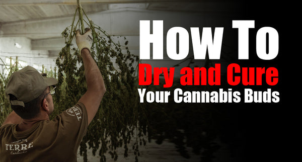 How To Dry and Cure Your Cannabis Buds