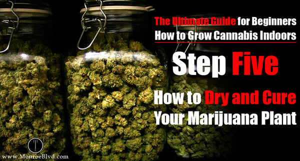 Step Five: How to Dry and Cure Your Marijuana Plant