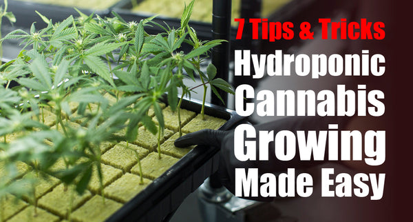 Hydroponic Cannabis Growing Made Easy