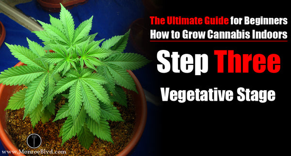 Step three: Marijuana Vegetative Stage - For Indoor Growing