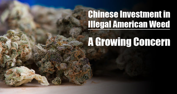 Chinese Investment in Illegal American Weed: A Growing Concern