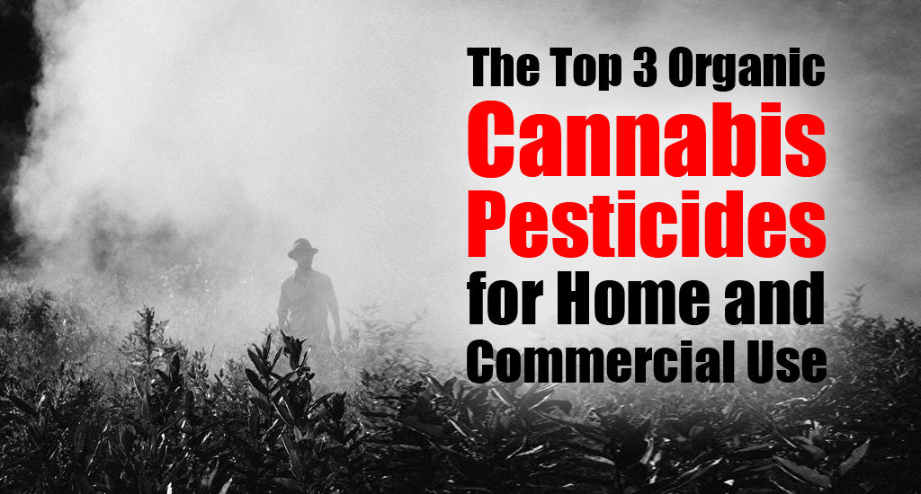 The Top 3 Organic Cannabis Pesticides for Home and Commercial Use