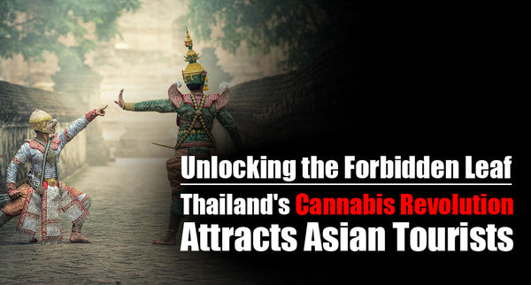Unlocking the Forbidden Leaf: Thailand's Cannabis Revolution Attracts Asian Tourists
