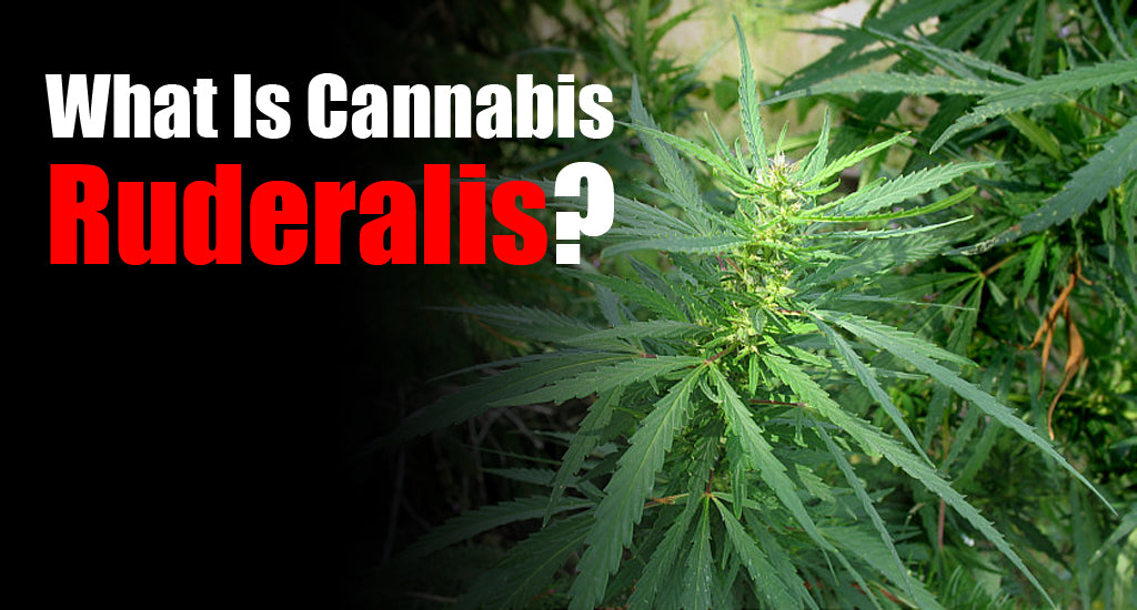 What Is Cannabis Ruderalis
