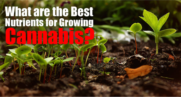 What are the Best Nutrients for Growing Cannabis?