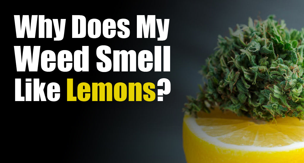 Why Does My Weed Smell Like Lemons