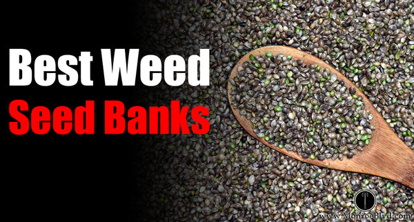 Best Cannabis and Hemp Seed Banks in 2024