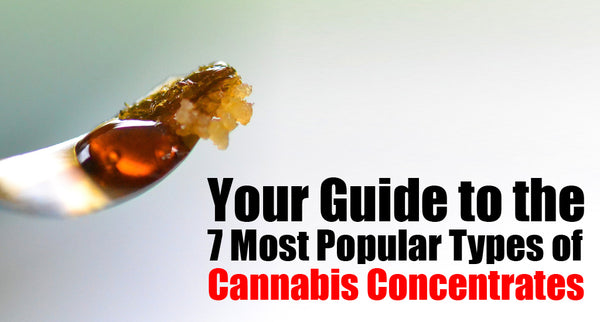 Your Guide to the 7 Most Popular Types of Cannabis Concentrates