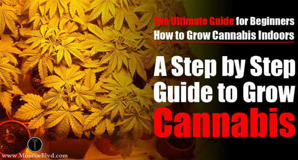 A Step by Step Guide - Growing Weed Indoors for Beginners