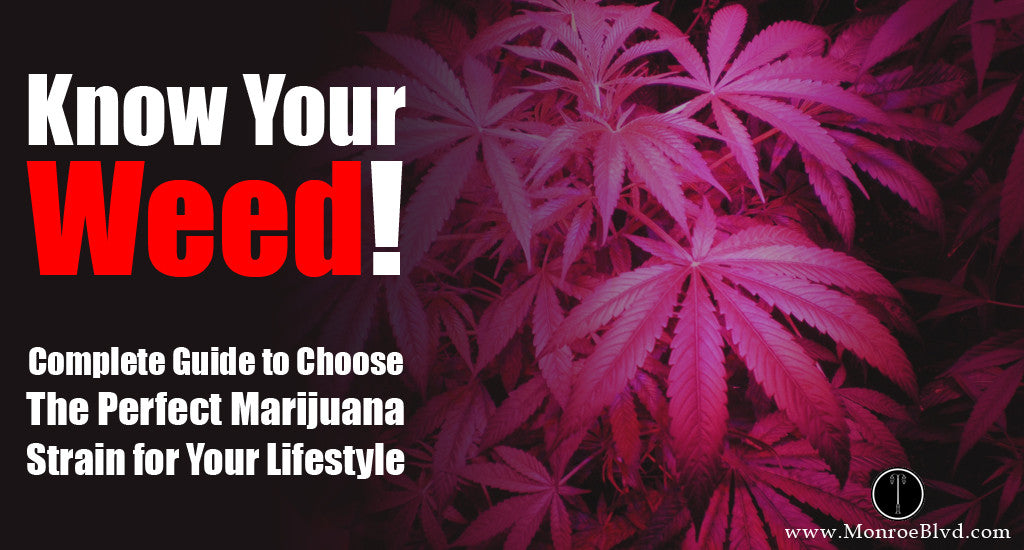 Know Your Weed! Complete Guide to Choose The Perfect Marijuana Strain for Your Lifestyle
