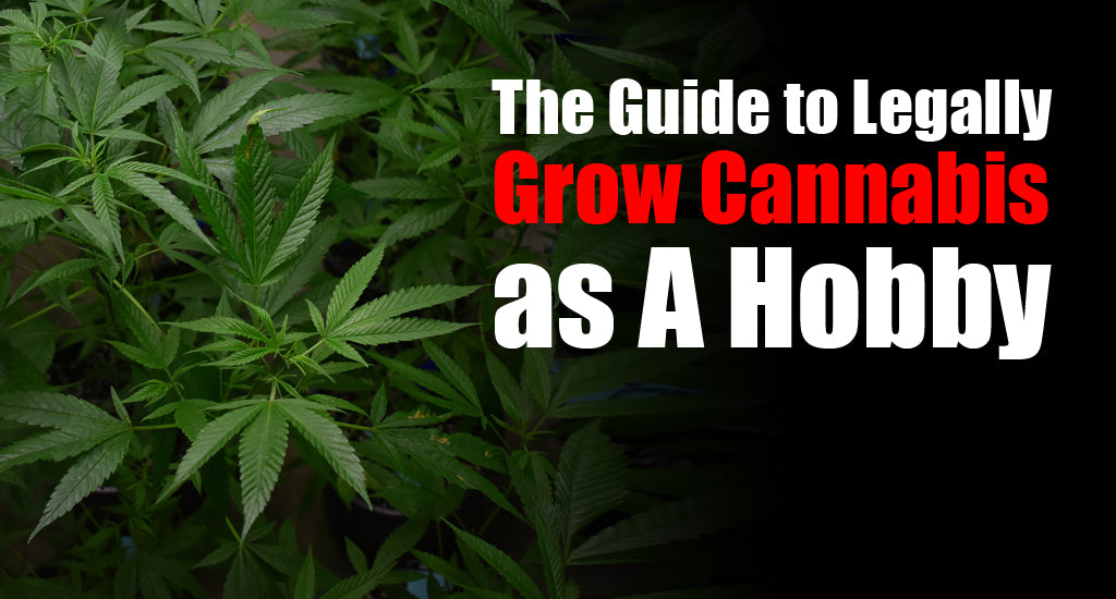 guide-to-legally-grow-cannabis-as-a-hobby