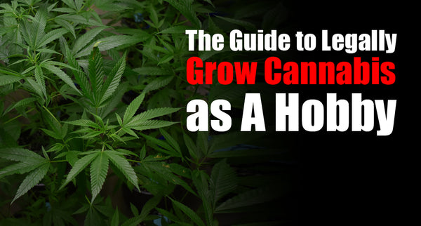 The Guide to Legally Grow Cannabis as A Hobby