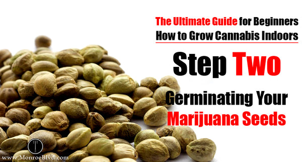 Step Two: Germinating Marijuana Seeds and The Seedling Stage