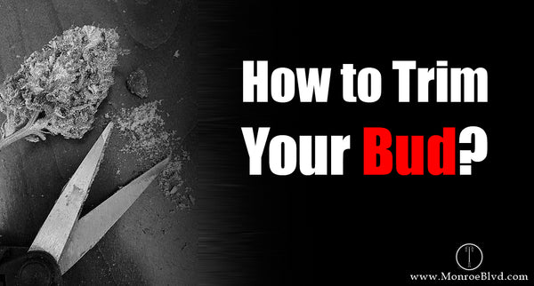 Mastering the Art of Cannabis Cultivation: A Comprehensive Guide to Growing, Trimming, and Processing Your Own Buds