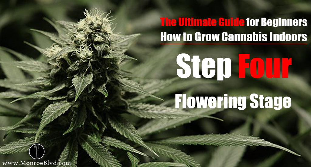 marijuana-flowering-stage-cannabis-growth-control-flowering-stage-the-flowering-stage-of-the-cannabis-plants