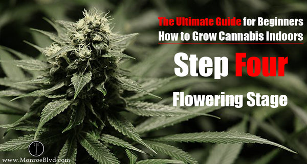 Step Four: The Flowering Stage - how to build a small grow room