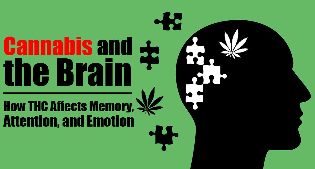 memory and marijuana