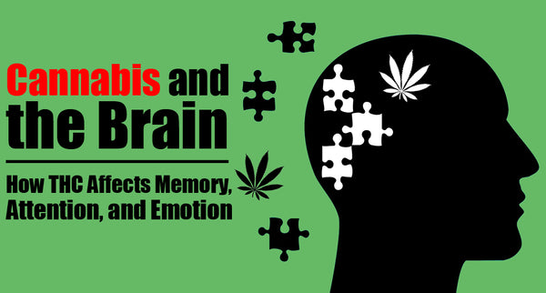 Cannabis and the Brain: How THC Affects Memory, Attention, and Emotion