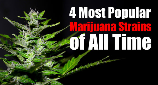 4 Most Popular Marijuana Strains of All Time