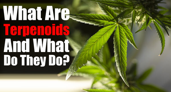 Understanding Terpenes in Cannabis: Aroma, Effects, and Strain Guide